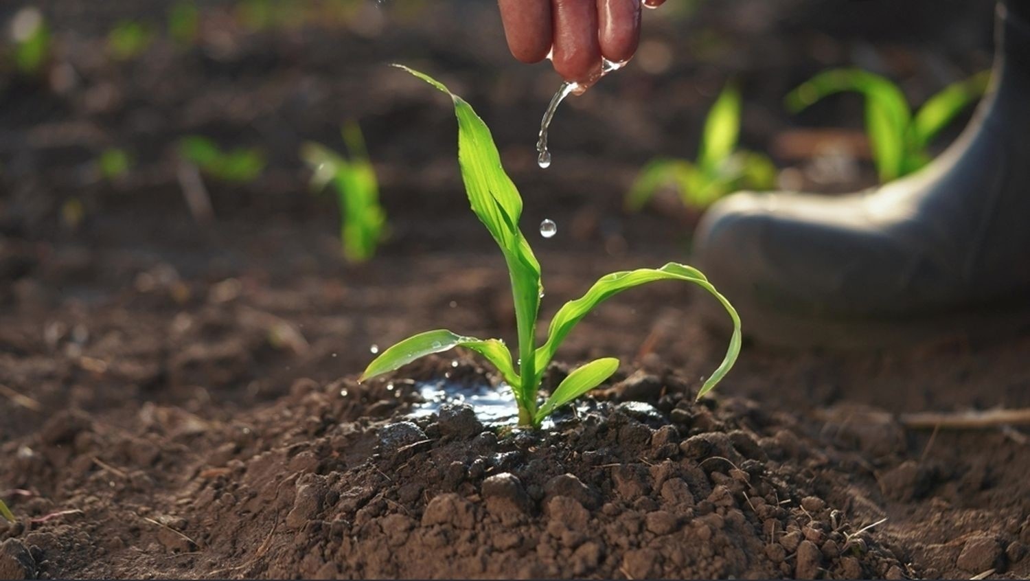 stock-photo-the-farmer-works-in-the-irrigation-corn-passionate-about-agriculture-agriculture-a-business-2473464799-transformed